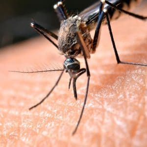 Ψεκασμός πολυκατοικιών - απολύμανση πολυκατοικίας για κουνούπια